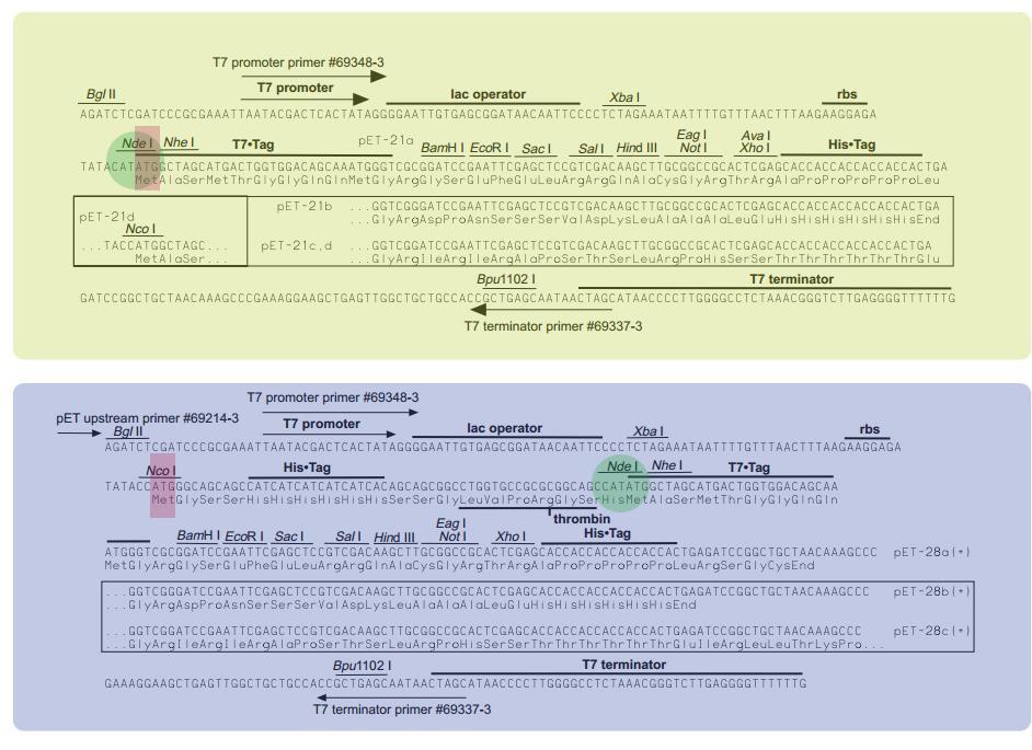 Rezultati Slika 4-4 Prikaz višestrukog mjesta za kloniranje kod vektora pet21a-d(+) (gore), odn. pet28a-c(+), s karakterističnim dodatnim elementima (promotor, operator, terminator). RBS, prema eng.