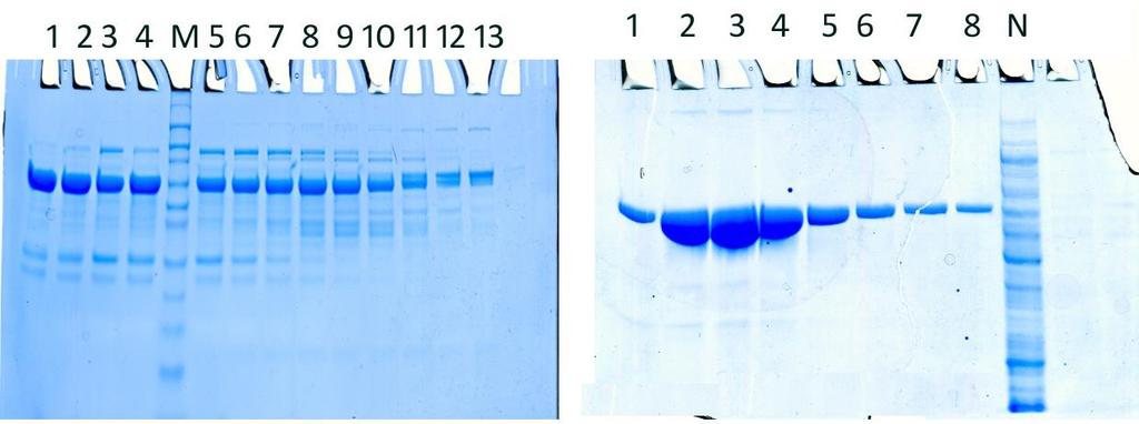 Rezultati trenutka elucije. U ovakvim slučajevima pristupalo se dodatnom kromatografskom koraku (tipično izmjeni na anionskom izmjenjivaču, slika 4.7 desno).