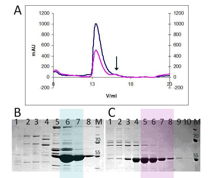 Rezultati Slika 4-9. Pročišćavanje nativnog oblika krnjeg oblika MtArgRS, Δ89-MtArgRS. (A) Kromatogram završnog koraka, gel-filtracije.