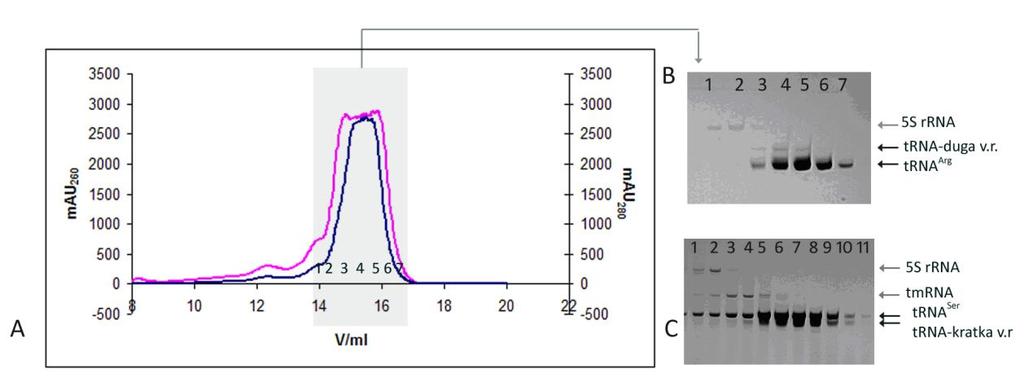 Rezultati Slika 4-10 (A, B) Pročišćavanje MttRNA Arg uzgojene heterolognom ekspresijom u domaćinu E. coli kombinacijom kromatografije na DEAE-sefarozi (nije prikazano) i gel-filtracije (A).
