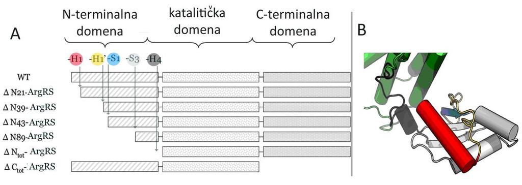 Rezultati Slika 4-11 Linearna shema krnjih oblika MtArgRS testiranih u ovom radu (A) te trodimenzionalni smještaj uklonjenih elemenata Add-1 domene (B).