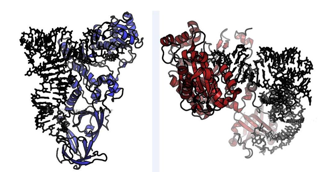 Literaturni pregled Slika 2-4. Kompleksi GlnRS:tRNA Gln (lijevo, PDB ID 1QTQ) i AspRS:tRNA Asp (desno, 1C0A). Vidljivo je prilaženje akceptorskoj peteljci trna sa strane malog utora (GlnRS), odn.
