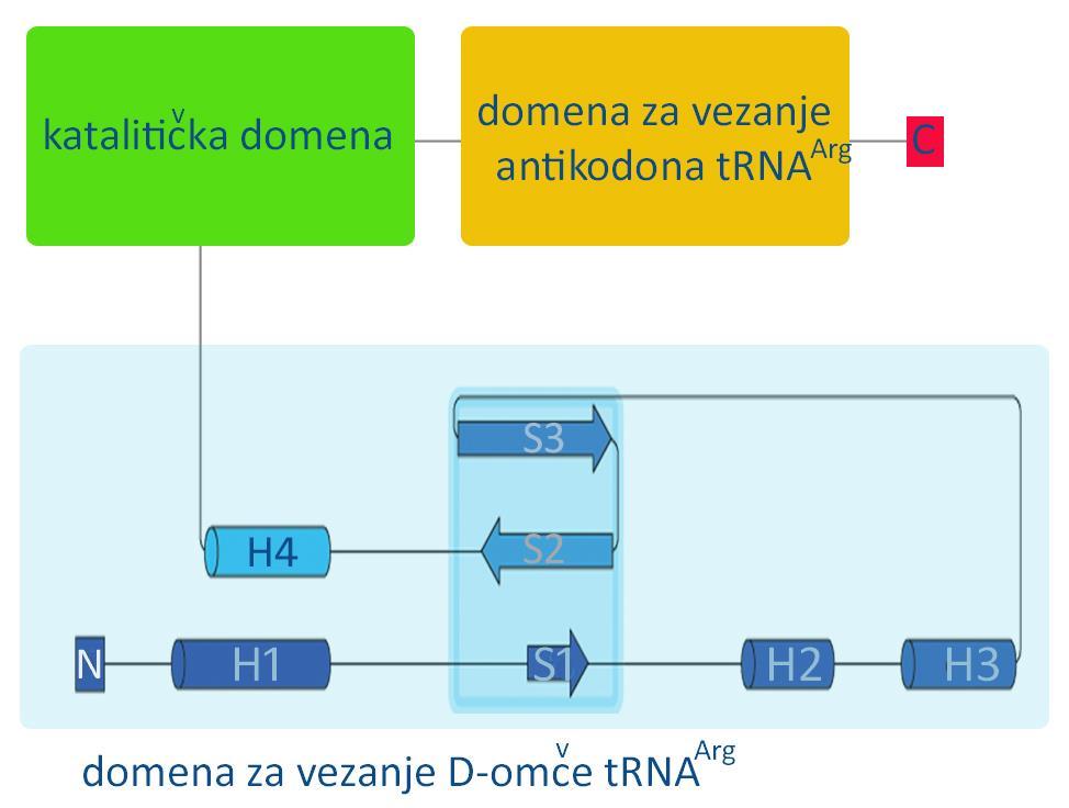 Rezultati Krnje varijante arginil-trna-sintetaze iskorištene za ispitivanje interakcije s proteinskim partnerom MtSerRS napravljene su na osnovu stvorenog modela uz pomoć PhArgRS (tj.