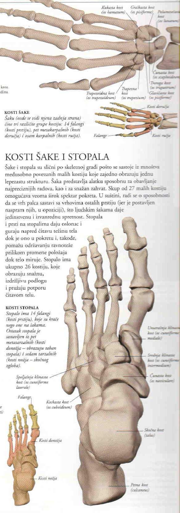 KOSTI ŠAKE I STOPALA međusobno povezane male kosti u obliku lepeze; šaka za precizne i snažne zahvate, 27 kostiju, palac u opoziciji sa ostalim prstima; 14 falangi, 5
