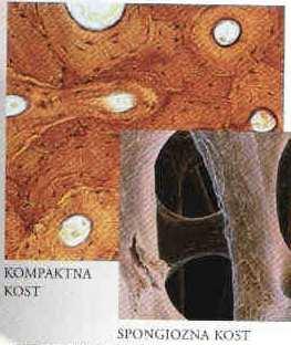 STRUKTURA I RAST KOSTIJU Kost čvrsta, jaka, laka, neznatno savitljiva Kost je živo tkivo od ćelija, proteina, mineralnih soli (Ca i P) i vode Osteblasti,