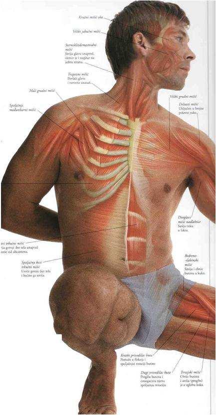 Lice: kružni mišić oka, veliki jabučni mišić Vrat: sternokleidomastoid, trapezius Grudi: pectoralis major (veliki grudni m), spoljašnji i