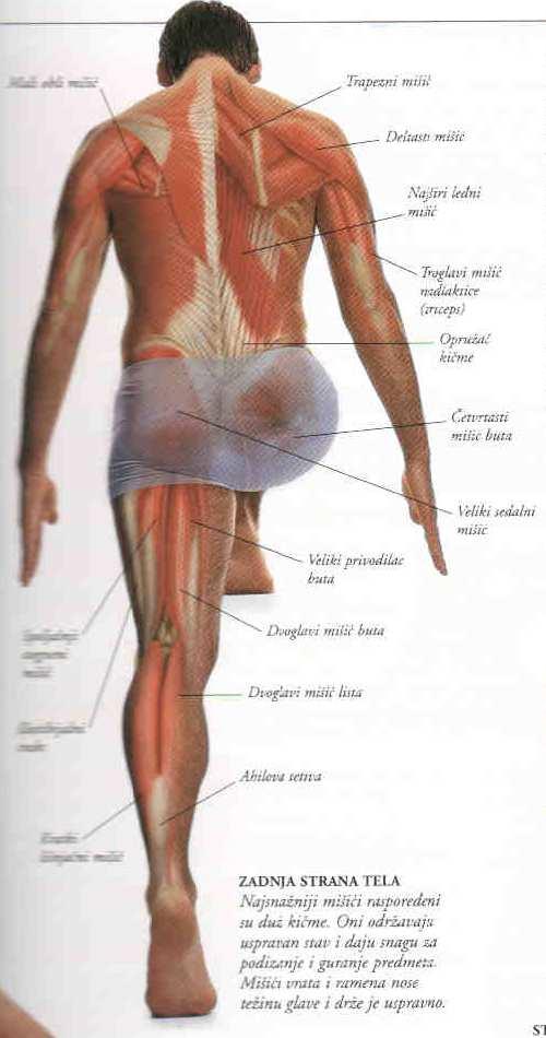 Leđa: trapezius, deltoideus, latissimus