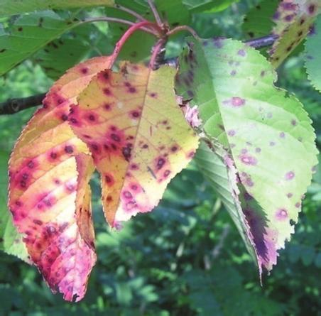 Слика 1. Polystigma rubrum: Некрозе на лишћу; Photo 1.