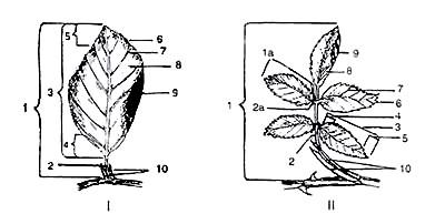 List List (folium phylloma) je veoma važan vegetativni organ voćke, razvija se iz lisnog pupoljka. Preko lista se odvija disanje (transpiracija), fotosinteza.