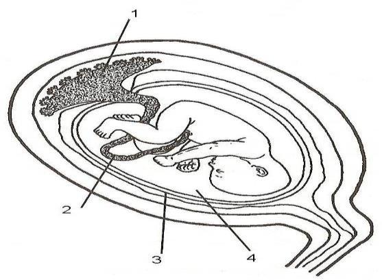 Ι. Να ονομάσετε τα μέρη που δείχνουν οι αριθμοί 1-4: 1.πλακούντας 3.αμνιακός σάκκος 2.ομφάλιος λώρος 4.αμνιακό υγρό ΙΙ.
