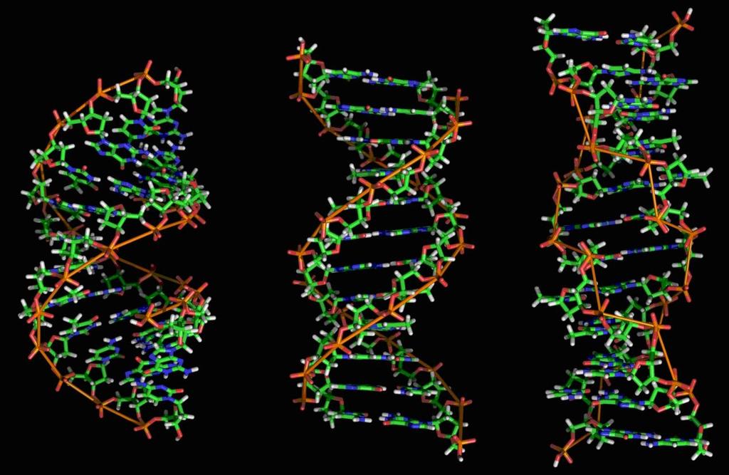 2.2.1 Οι Α, Β και Ζ DNA δομές Η διπλή έλικα τoυ DNA εμφανίζεται με διαφορετικές πιθανές δομές. Σε αυτές συμπεριλαμβάνονται οι δεξιόστροφες Α και Β καθώς και η αριστερόστροφη Ζ (Σχήμα 2.10).