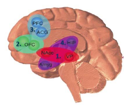 1. LIKING: Reward and reinforcement. Nucleus accumbens (NAcc). 2. WANTING: Compulsion and craving Orbitofrontal cortex (OFC). 3. CONTROL: Inhibition of impulses to act.