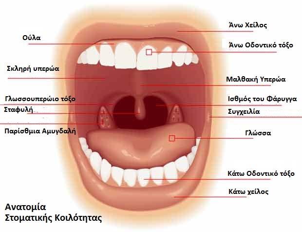 Εικ. 12 Ανατομία της στοματικής κοιλότητας (Ανατύπωση από giatriko.blogspot.com) Το ιδίως κοίλο του στόματος καταλαμβάνεται από τη γλώσσα.