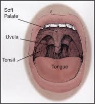 Οι αμυγδαλές συμπαγή όργανα του λεμφικού ιστού που βρίσκονται στο πλάγιο τοίχωμα του στοματοφάρυγγα.