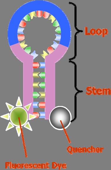 Ανίχνευση Τα προϊόντα RNA ανιχνεύονται με συγκεκριμένα αναγνωριστικά σήματα Η δομή αυτή αποτελείται από: Ανιχνευτές DNA με δομή στέλεχος-θηλιά και δύο τροποποιημένα άκρα 20-25 νουκλεοτίδια είναι η
