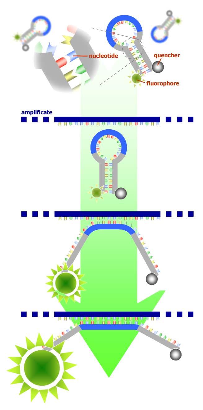 Εικ. 24 Δομή Ανίχνευσης Προϊόντων RNA (Ανατύπωση