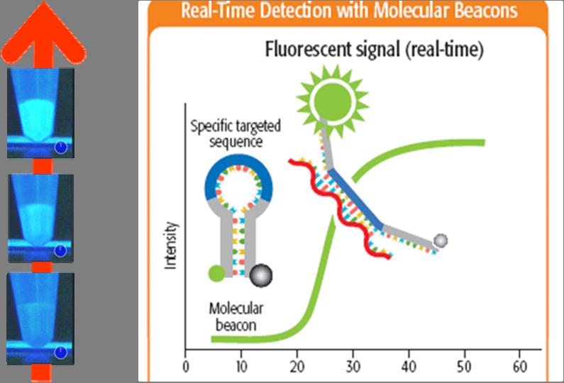 Εικ. 25 Ανίχνευση πραγματικού χρόνου με μοριακό αναγνωριστικό σήμα (Ανατύπωση από www.biomerieux.