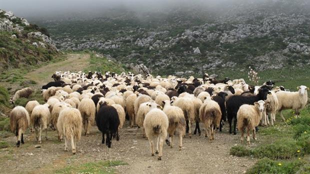 Πτυχιακή εργασία: Η προβατοτρόφια στον νομό Θεσπρωτίας Όνομα: Θεοδώρα