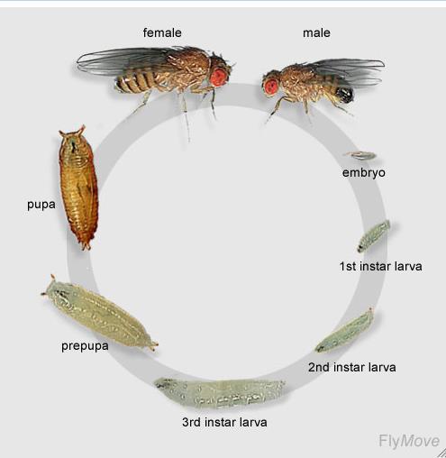 Δ. Βιολογικός κύκλος Η δροσόφιλα είναι ένα μικρό έντομο μήκους 3 mm. Το αυγό της έχει μήκος περίπου 0.5 mm.