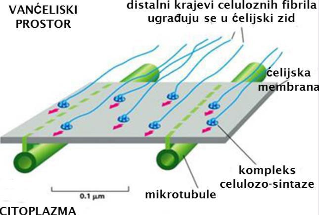 Sinteza i deponovanje komponenti ćelijskog zida Pektini, vezujući glikani i proteini ER i GK, sekrecija Celuloza sinteza van ćelije enzimski kompleksi u formi rozete celulozo-sintaza: Supstrat: