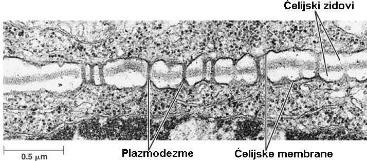 susednih ćelija su u kontinuitetu - simplast U centru plazmodezme, cevasta struktura dezmotubula (kontinuitet gler susednih ćelija) Oko dezmotubule, na poprečnom preseku kroz