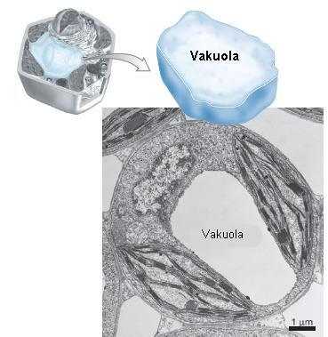 Vakuola 1 ili š (obično krupnih) izuzetak meristemske ćelije Zauzimaju i do 95% zapremine diferencirane ćelije Poseduju jednu membranu tonoplast