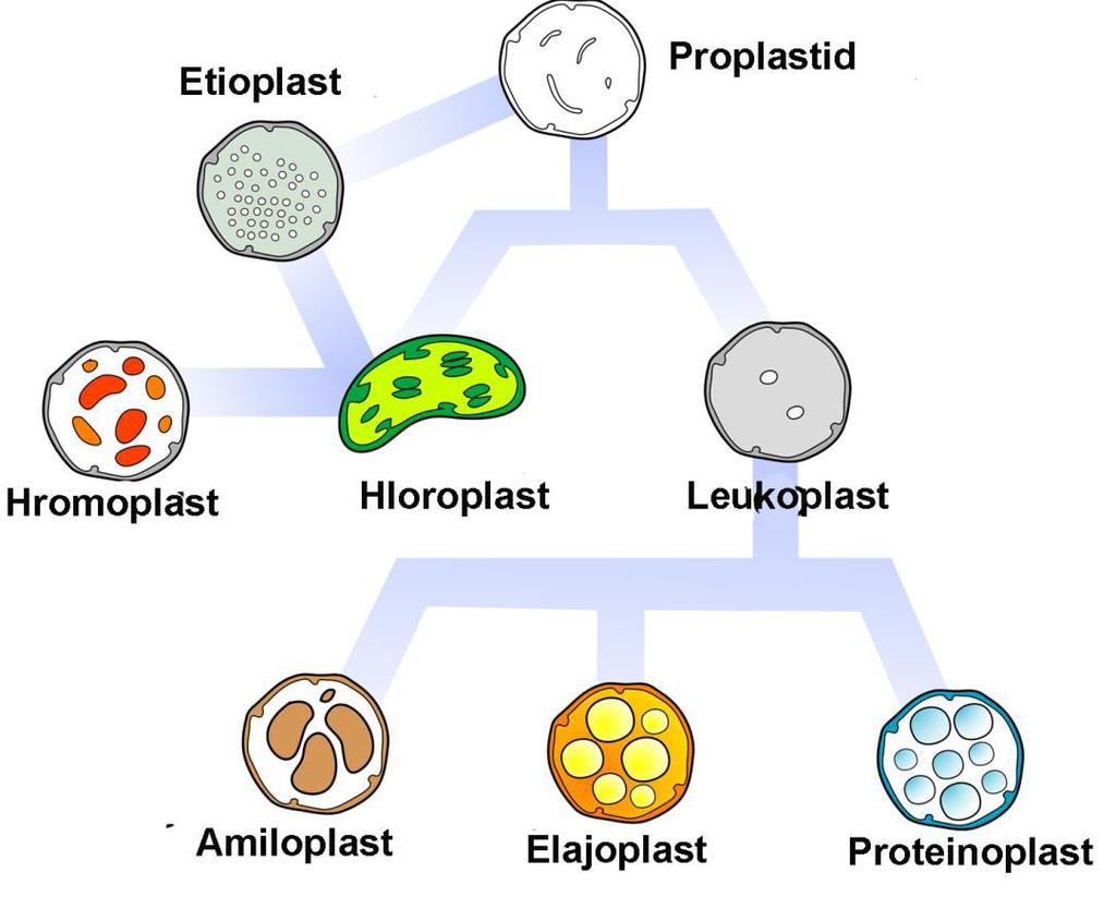 Plastidi