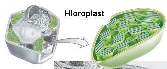Hloroplast Krupne organele 5-10 µm Tri membrane: S š membrana hloroplasta - Poseduje porine visokopropustljiva za jone i male molekule U š membrana