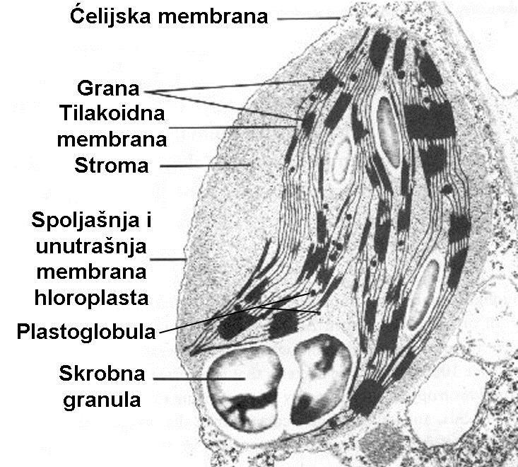 kompleksa elektron-transportnog lanca, ATP sinteze Tri odeljka: Intermembranski prostor Stroma: - hpdnk cirkularna, š kopija - Ribozomi (prokariotskog