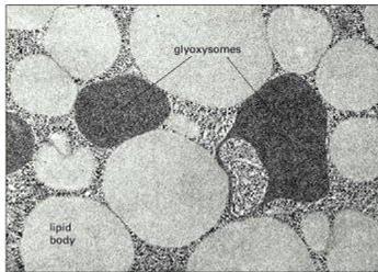 Peroksizomi biljne ćelije (glioksizomi) Peroksizom semena