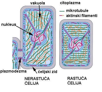 Citoskelet biljne ćelije AKTINSKI FILAMENTI: G, se od nukleusa do submembranskog regiona i kroz plazmodezme FUNKCIJE: - citoplazmatsko strujanje kretanje organela i ostalih citoplazmatskih komponenti
