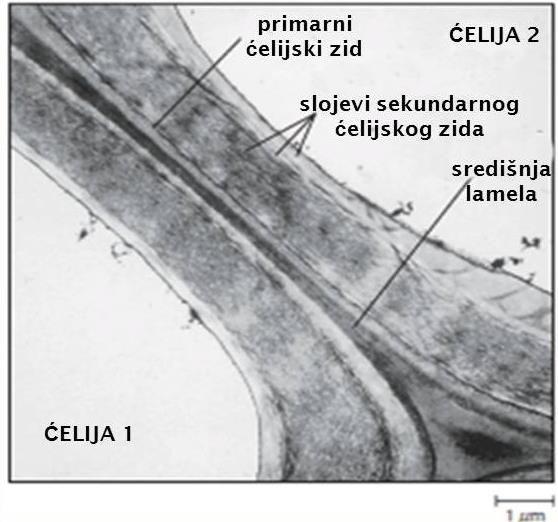 Ćelijski zid Okoloćelijska sredina biljne ćelije - - - U potpunosti obavija i čvrsto povezuje susedne ćelije Znatno čvršći, rigidniji i izdržljiviji od VĆM