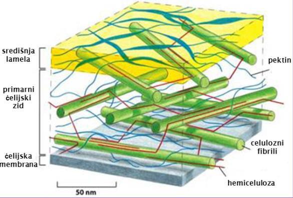 Sastav i struktura primarnog ćelijskog zida SREDIŠNJA LAMELA specijalizovan region ĆZ izgrađen od pektina, zadužen za cementiranje susednih ćelija =adhezivna međućelijska veza
