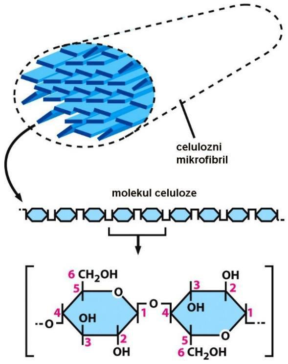 Celuloza: -Linearni polimer glukoze -20-40 molekula celuloze bočno se povezuje celulozni mikrofibril -Mikrofibrili se organizuju u slojeve (lamele) -Svi mikrofibrili jedne