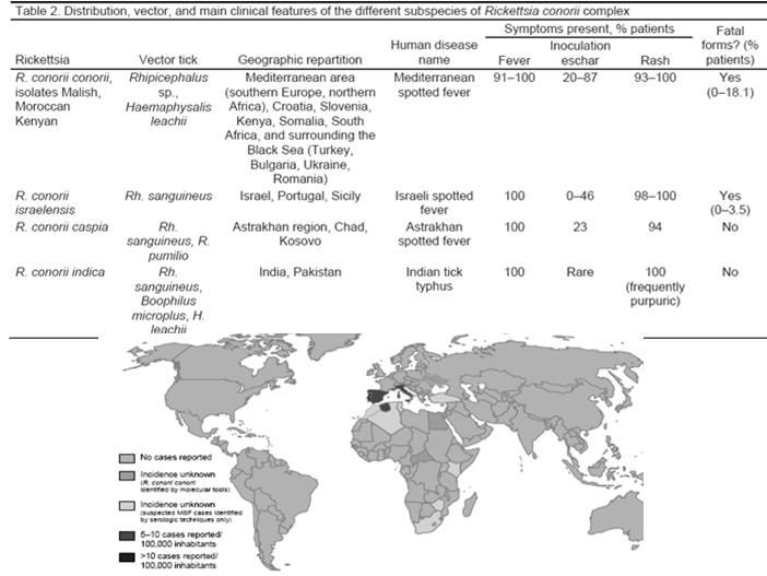 Inoculation of rickettsiae Proliferation in the endothelial cells of the site of tick bite