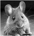 R. akari (rickettsialpox) Vector: Liponyssoides sanguineus (house mouse mite) Reservoir: Mus