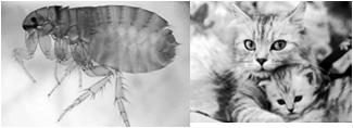 2002) Short-course therapy with doxycycline (200 mg twice daily for 1 2 days) Chloramphenicol