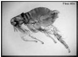 Spotted fever group (R. rickettsii, R. conorii, R. parkeri, and several others) Typhus group (R. prowazekii and R.