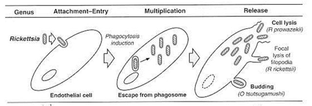 test The microagglutination test The indirect hemagglutination test Latex agglutination test, Enzyme-linked immunosorbent assay (ELISA) IFA test The micro-ifa Immunoperoxidase