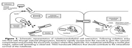 Rickettsial Ligands and Host Cell Receptors rompa and rompb rompa and rompb two surface protein antigens (SPAs), rompa was thought to be involved in adhesion of rickettsiae to host cells It is