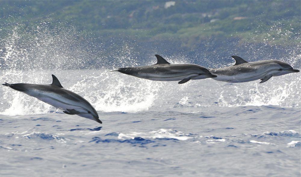 Ζωνοδζλφινο Το ζωνοδϋλφινο αποτελεύ το πιο κοινό εύδοσ δελφινιού των ελληνικών θαλαςςών.