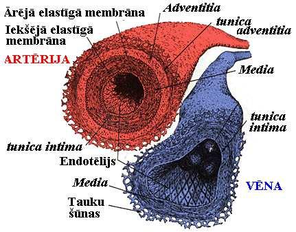 Anatomiski asinsvads ir sadalīts trīs atsevišėās cilindriskās sekcijās Intima sastāv no plāna endotēlijšūnu monoslāħa un atrodas pašā asinsvada iekšpusē.