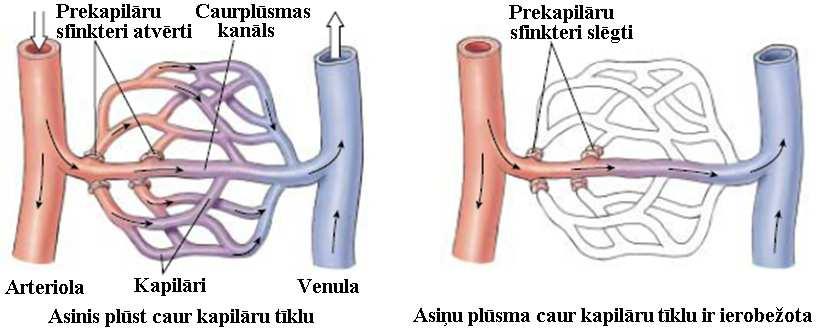 Hemodinamikas fizikālie pamati Asins plūsmu vēl sarežăītāku