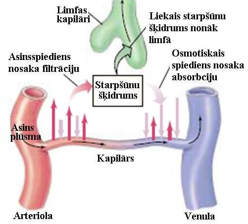 Hemodinamikas fizikālie pamati Asinsvadu sieniħas ir ne tikai ar sarežăītu uzbūvi un elastīgas, bet arī daĝēji caurlaidīgas, tāpēc