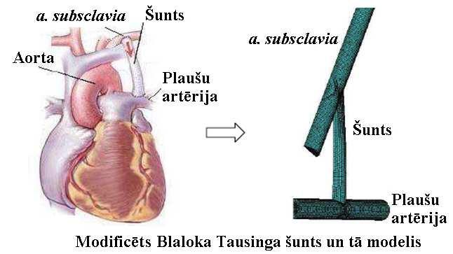 Asinsvadu