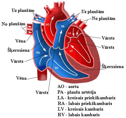 Asinsspiediena (p) izmaiħas un asins plūsmas tilpuma ātruma (Q)