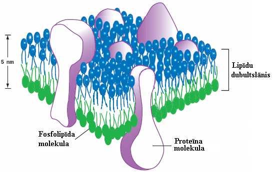 Šūnas membrāna Lipīdu dubultslānis atrodas šėidrā (šėidri kristāliskā)