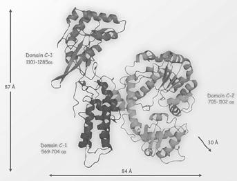 Pasteurella spp Παθοφυσιολογία: Pasteurella Multocida Toxin: Pasteurella spp Παθοφυσιολογία: