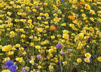 Sarah Bouquet Rainbow Perennials