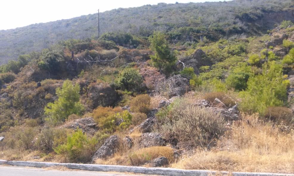 Μυτιληνιών που είχε καεί το έτος 2000 β)